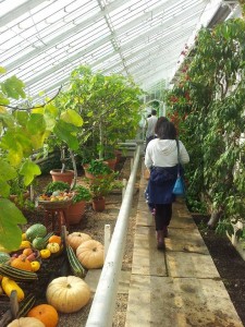 In the Glasshouse